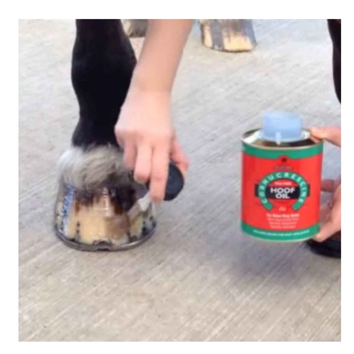 Cornucrescine-Tea-Tree-Hoof-Oil-Carr-&-Day-&-Martin Cornucrescine-Tea-Tree-Hoof-Oil-Carr-&-Day-&-Martin